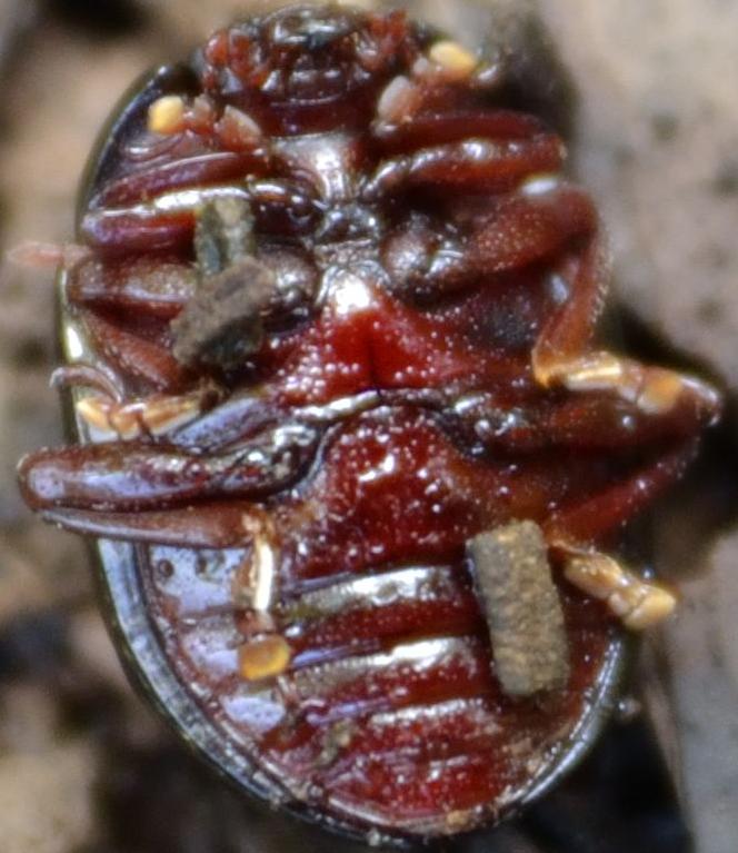 Coleottero da Palermo: Chrysolina bankii